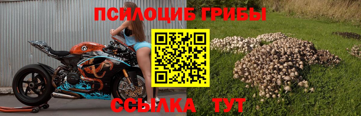 хочу наркоту  Вход с VPN  Кувандык  Псилоцибиновые грибы Psilocybe 